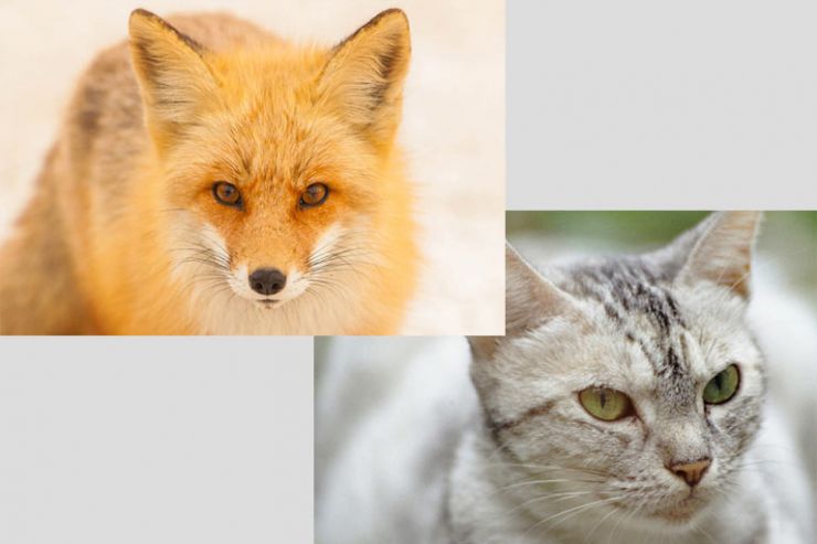 fox-cat.jpg