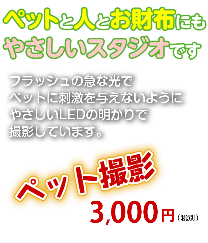 ペットと人とお財布にやさしいスタジオです。ペット撮影3,000円