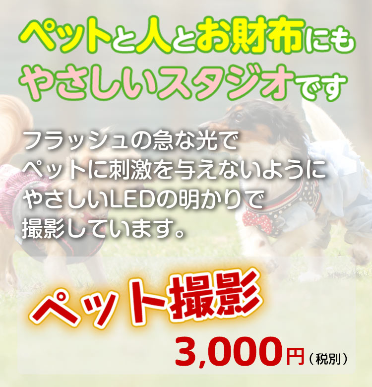 ペットと人とお財布にやさしいスタジオです。ペット撮影3,000円